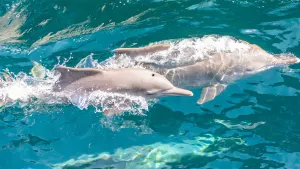 Dolphin Watching & Snorkelling